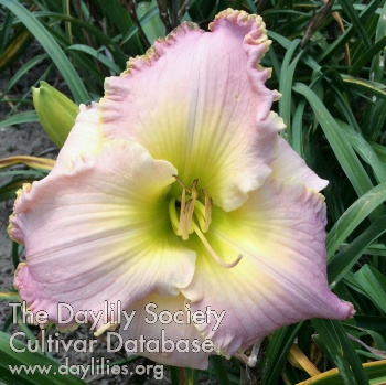 Daylily Childhood Sweetheart